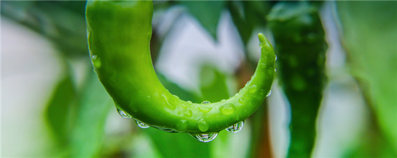 露地辣椒种植技术与管理