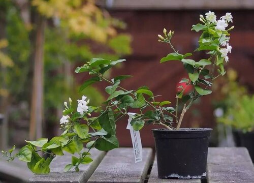 茉莉花干枝原因与处理方法"