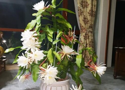 昙花花期养护方法"