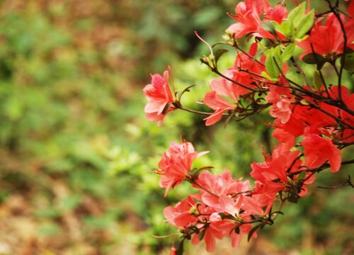 映山红花语及代表意义"