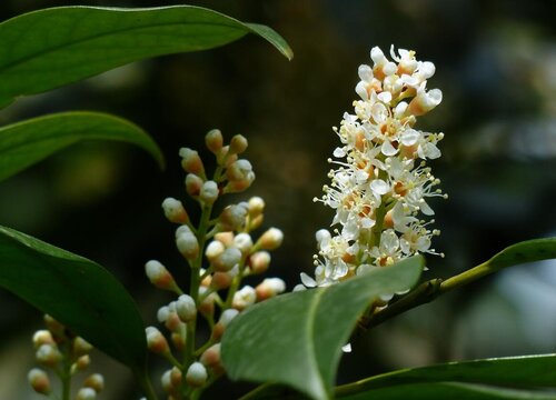 家里养桂花树风水好吗