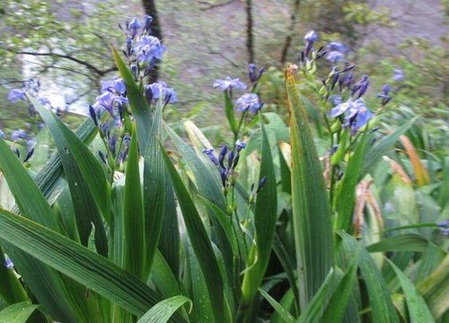 野生兰草是保护植物吗