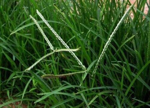 牛筋草是落叶植物吗