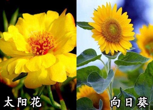 太阳花和向日葵是一种花吗"