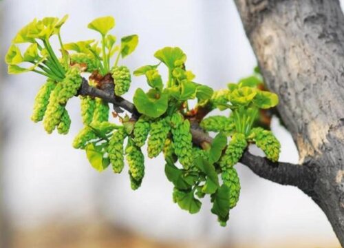 家里养银杏盆景风水好吗