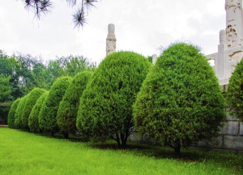 球柏怎么养及养殖方法