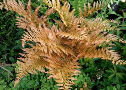 毛蕨是草本植物吗"