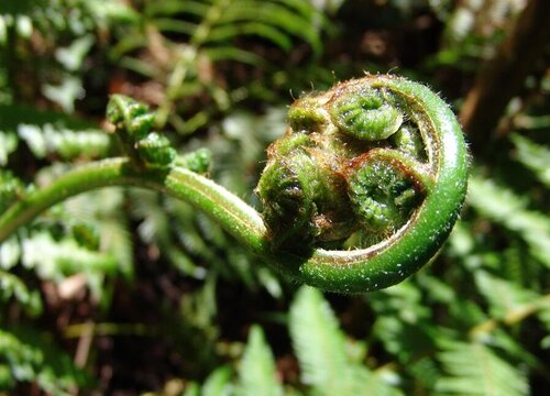 蕨类是草本植物吗