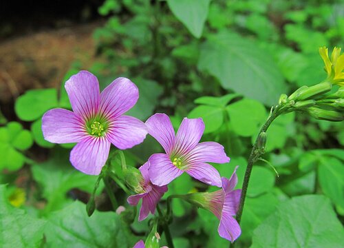 四叶草开花吗