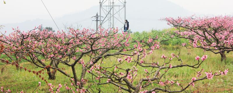 桃树土传病害怎么治