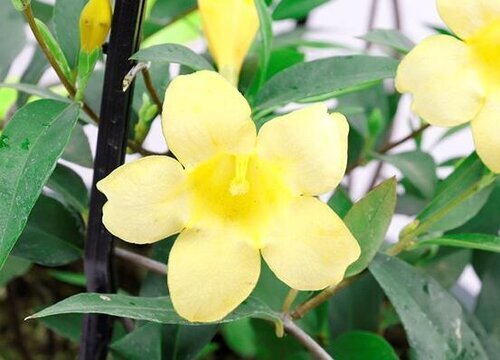 茉莉花冬天会冻死吗"