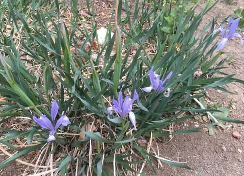 马兰开花吗 开花什么样子