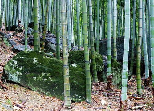 毛竹的生长习性特点和生长环境条件"