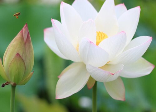 碗莲花期多长时间"