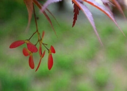 枫叶开花吗 开花什么样子