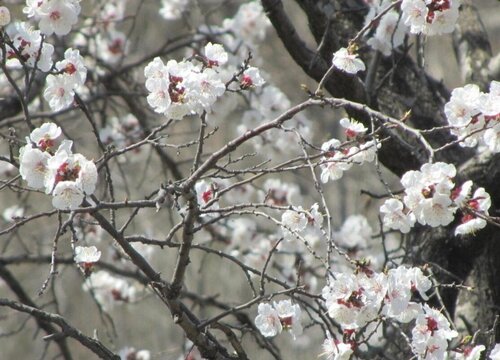 杏树花是什么颜色的"