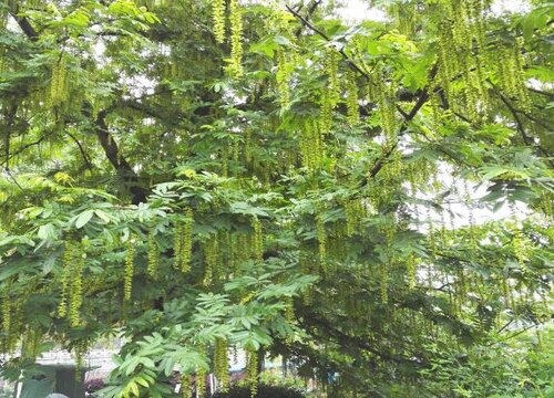 直根系植物有哪些