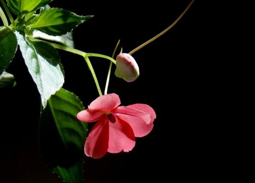 水梅花一年四季开花吗