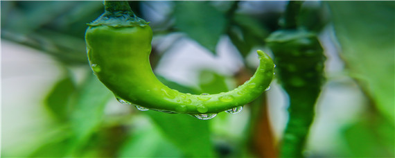 大棚辣椒种植技术与管理