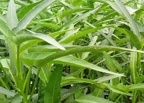 河南空心菜几月份种植合适"