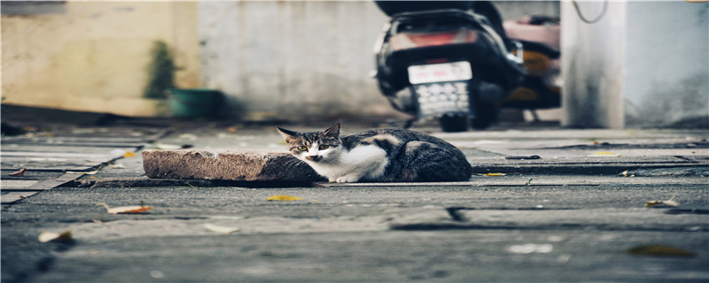 流浪猫怎么过冬