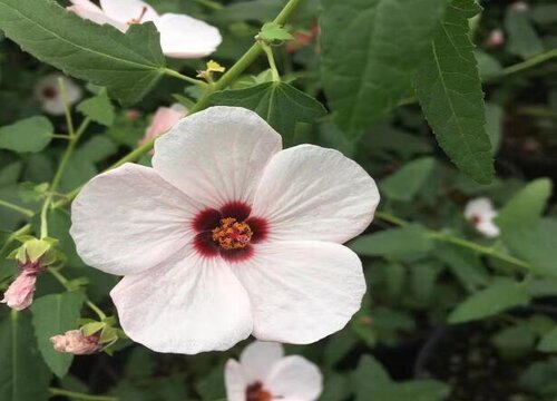 木槿开花吗 开花什么样子