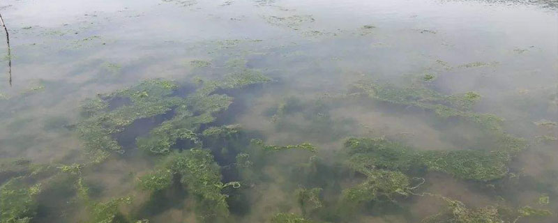 水产腐殖酸钠杀青苔用"