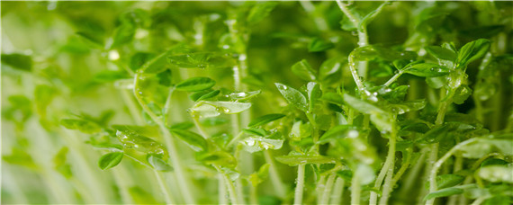 怎么种植豌豆芽苗菜粗壮