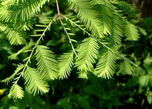 粗榧树是保护植物吗"