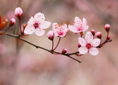 梅花喜光吗