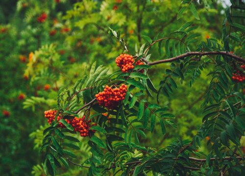 红豆山花怎么浇水方法