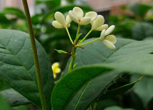 桂花树怎么养殖方法"