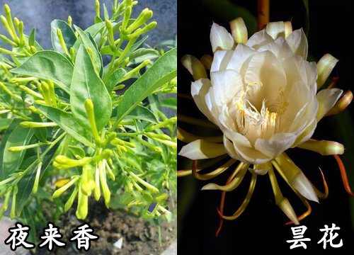 夜来香和昙花是一种花吗