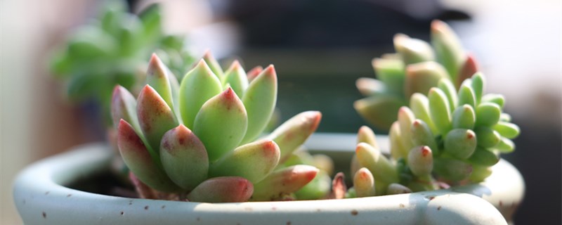 多肉植物怎么浇水"