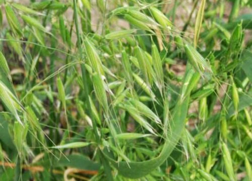 燕麦几月份种植合适"