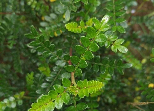 驱蚊虫植物花卉有哪些"