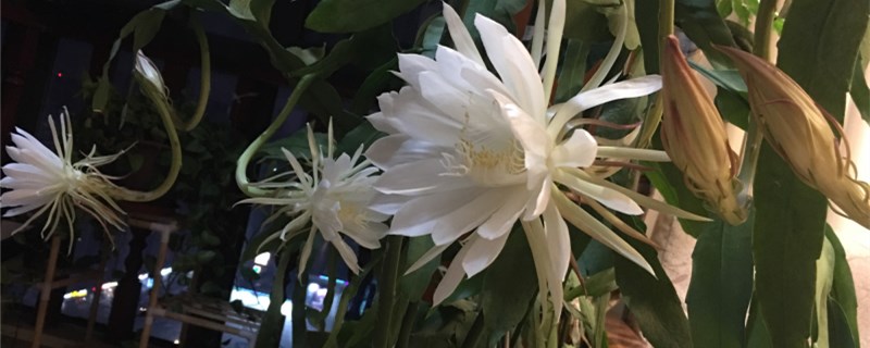 昙花怎么施肥