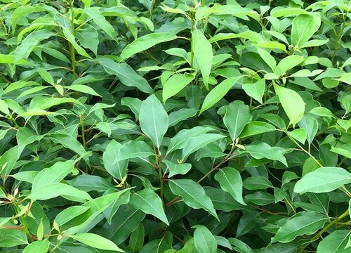 香樟树是草本植物吗