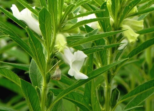 芝麻掌开花吗