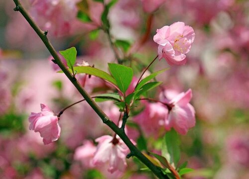 海棠花开花时能浇水吗"