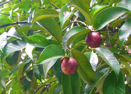 山竹树生长环境条件及特点"