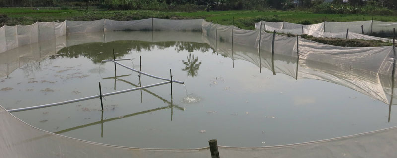 哪里有泥鳅养殖基地"