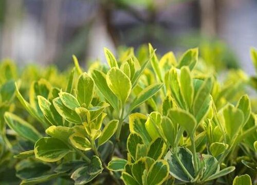 黄杨是草本植物吗"