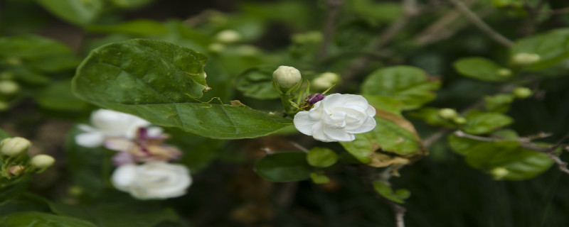 茉莉花怎么过冬