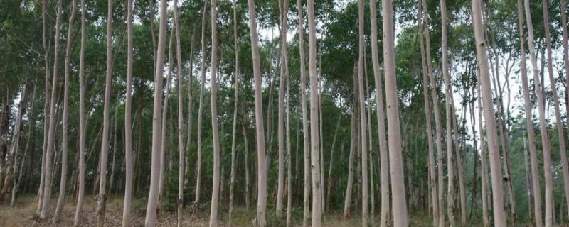 速生桉100亩收入多少速生桉种植最佳株行距离是多少