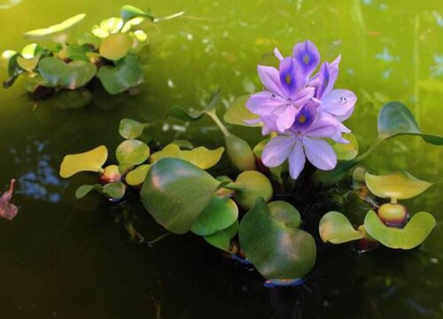 家里养水葫芦风水好吗