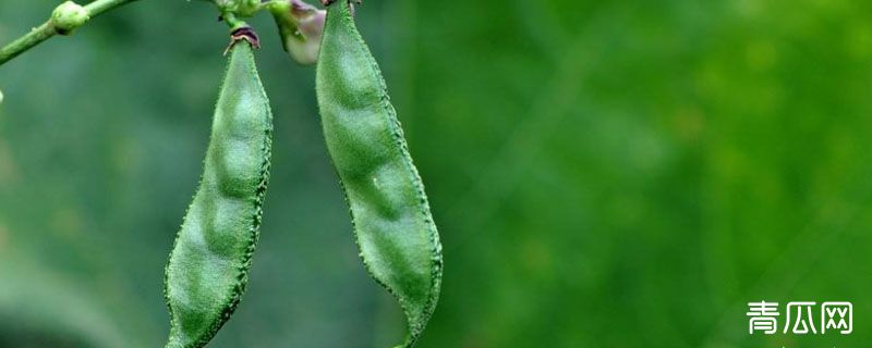 扁豆从种植到发芽需要多久