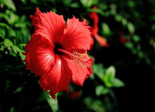 木槿花能在室内养吗"