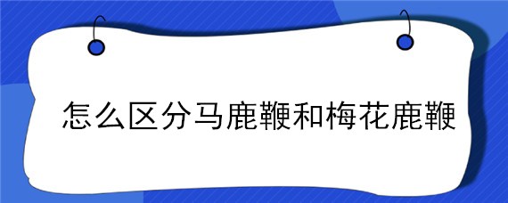 怎么区分马鹿鞭和梅花鹿鞭