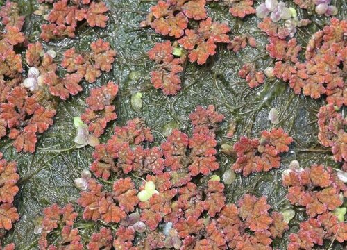 满江红是被子植物吗